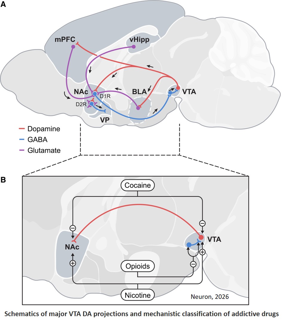 Optogenetic mimicry of drug action: Tools and models to dissect the dopamine-dependent core of addiction