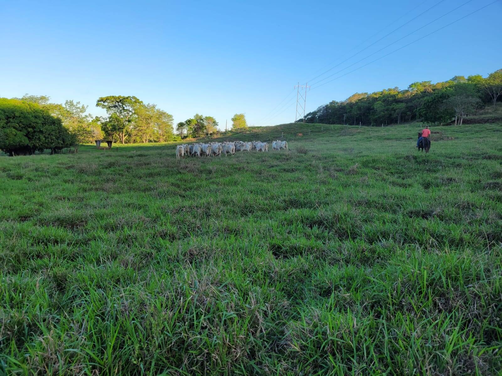 Fazenda em Santa Cruz de Goiás - GO 4