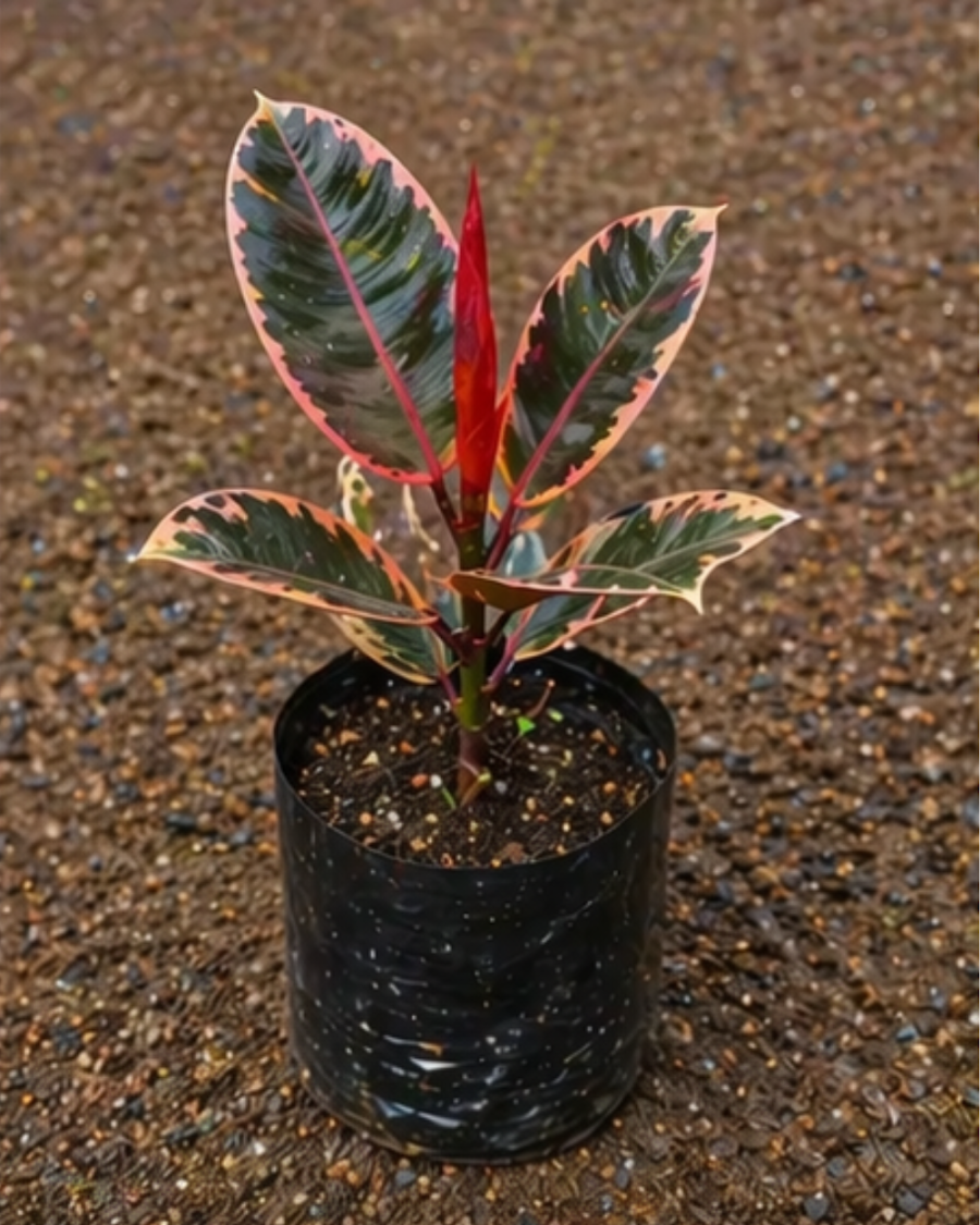 Ficus Elastica Rubber Plant Indoor — view 4