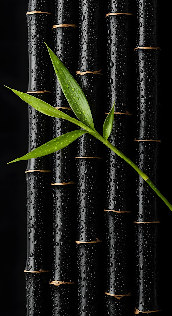 Lush Green Bamboo Sprig on Wet Black Canes - Free mobile Wallpaper