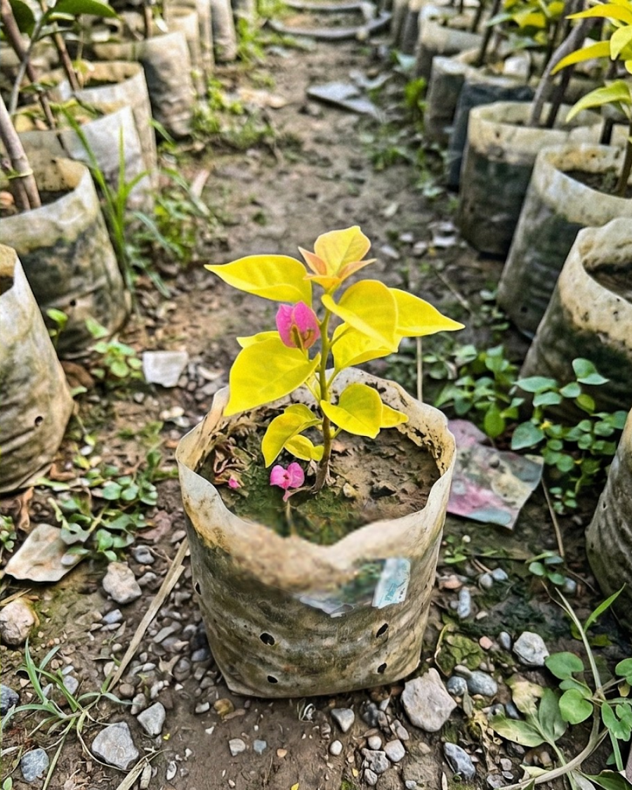 Imported Golden Watermelon Bougainvillea Plant — view 3