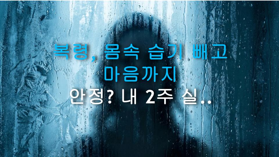 복령, 몸속 습기 빼고 마음까지 안정? 내 2주 실험 결과가 진짜라면...