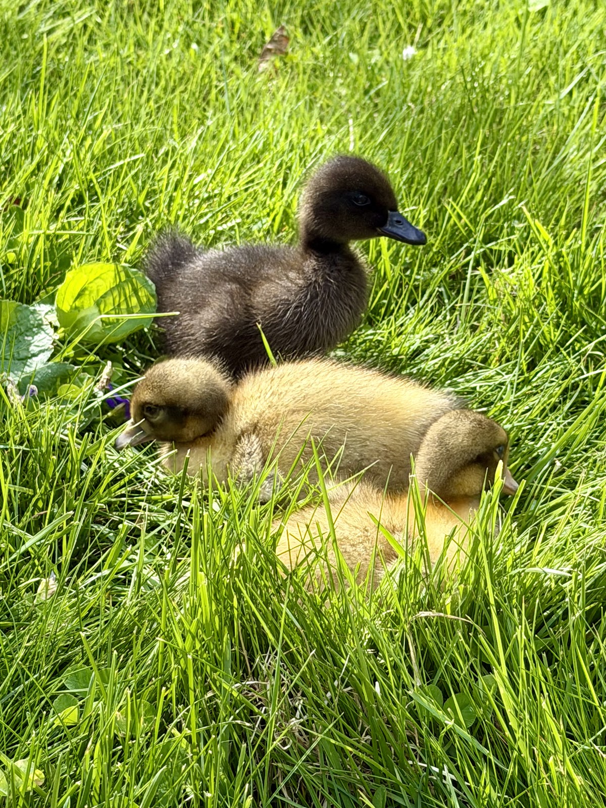 Cayuga Duckling, Welsh Harlequin Duckling