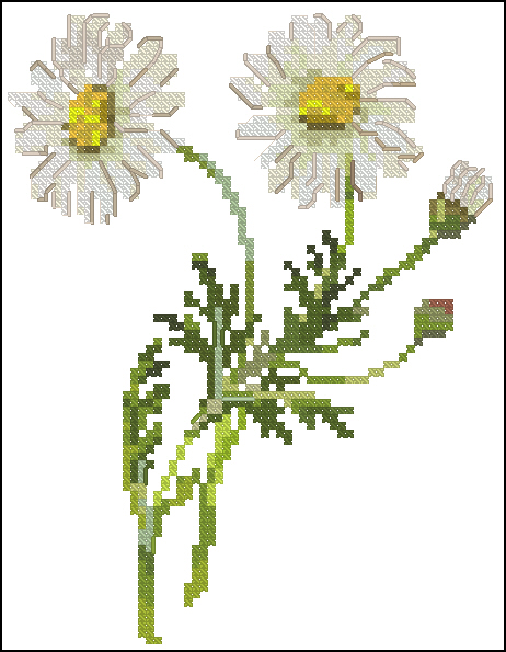 CMP FJ639 Daisy