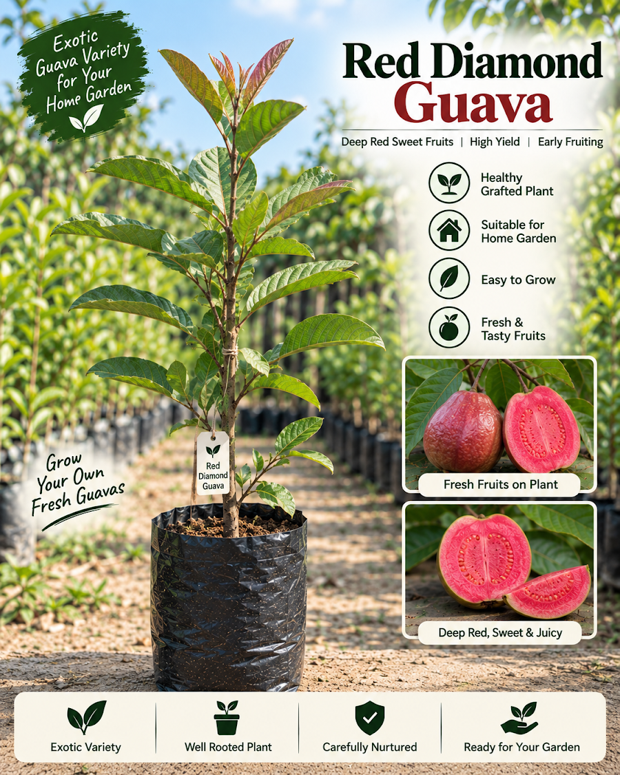 Premium Guava Collection — view 6