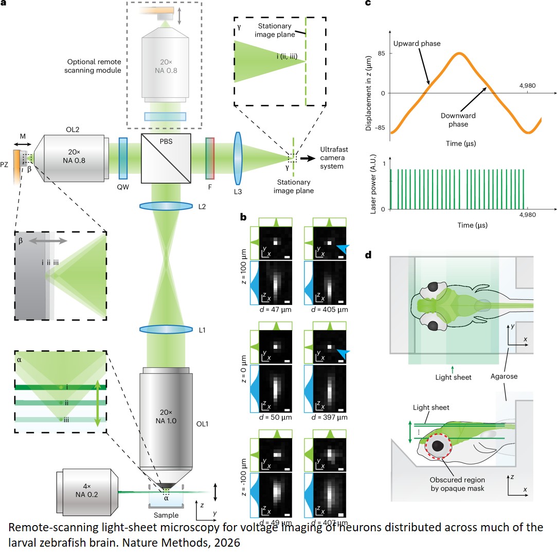 Voltage imaging of neurons distributed across entire brains of larval zebrafish