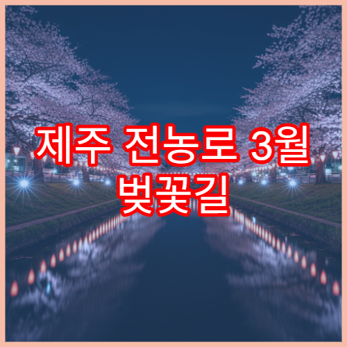 제주 전농로 3월 벚꽃길 산책과 사진 스팟