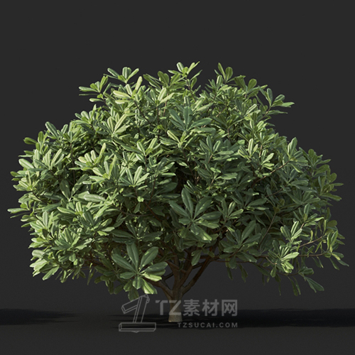Maxtree - Plant Models Vol.60