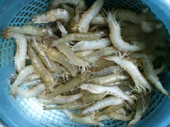 Để nguyên con tôm còn sống ngâm với 1 bát rượu trắng trong 10 phút. Nhớ dùng mâm đậy kín để tôm không nhảy ra khỏi thau. Sau đó vớt tôm ra, cắt bỏ phần đầu. Ngâm tôm trong 1 lít nước đun sôi để nguội pha với 1 muỗng canh muối và 1 muỗng canh đường trong 30 phút. Sau cùng, bạn rửa tôm lần nữa bằng 1 lít nước đun sôi để nguội hòa cùng 1 bát rượu trắng, 1 muỗng canh đường, 1 muỗng canh muối.
