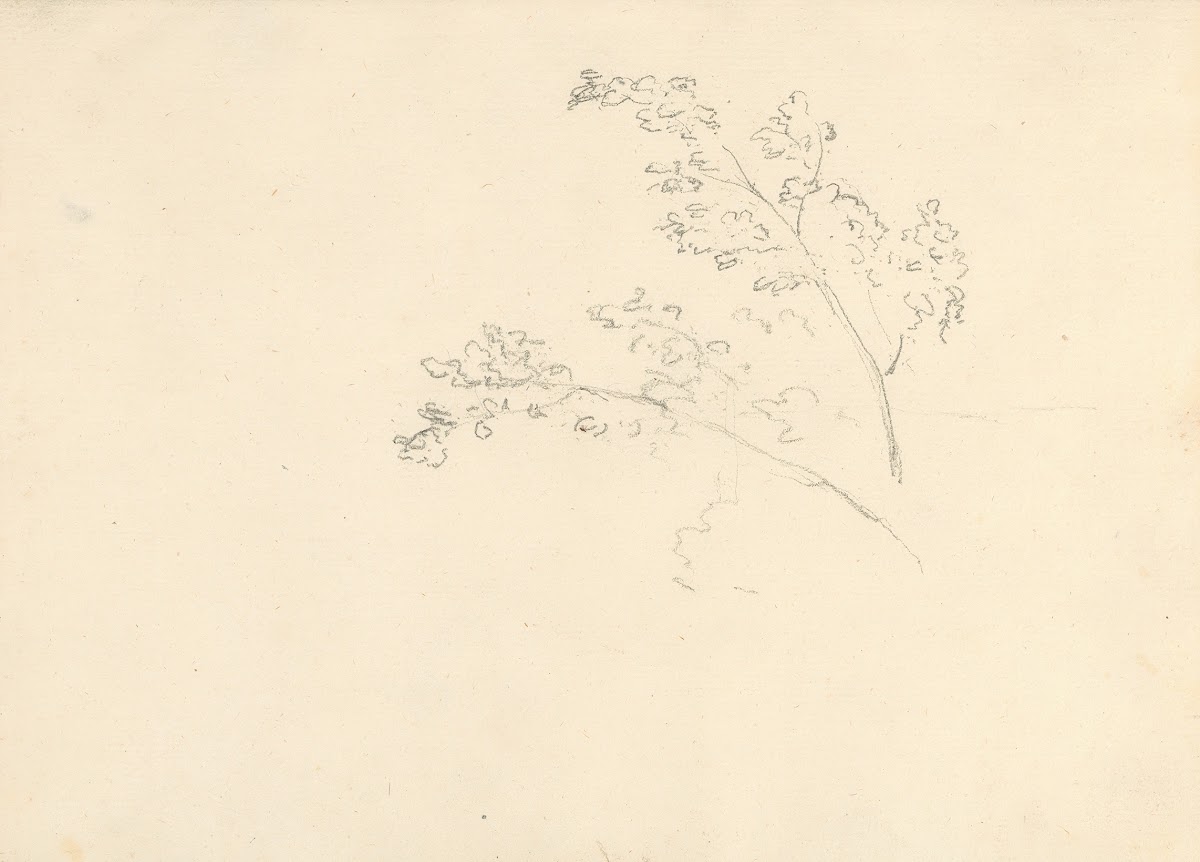 Tree Branches 177475