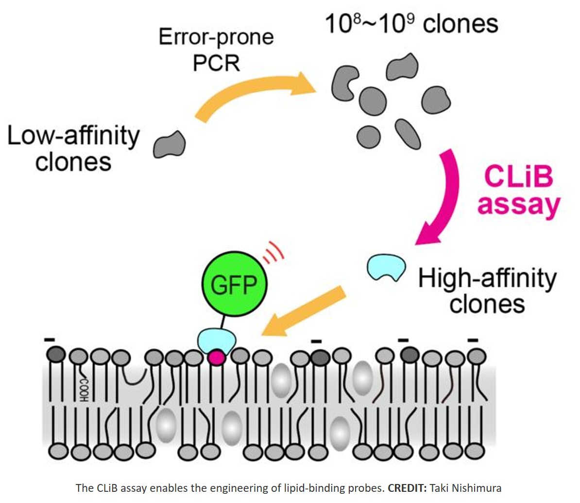 A high-throughput platform to track lipids in action with biosensors