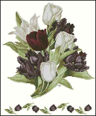 CMP 170156 Black Tulips