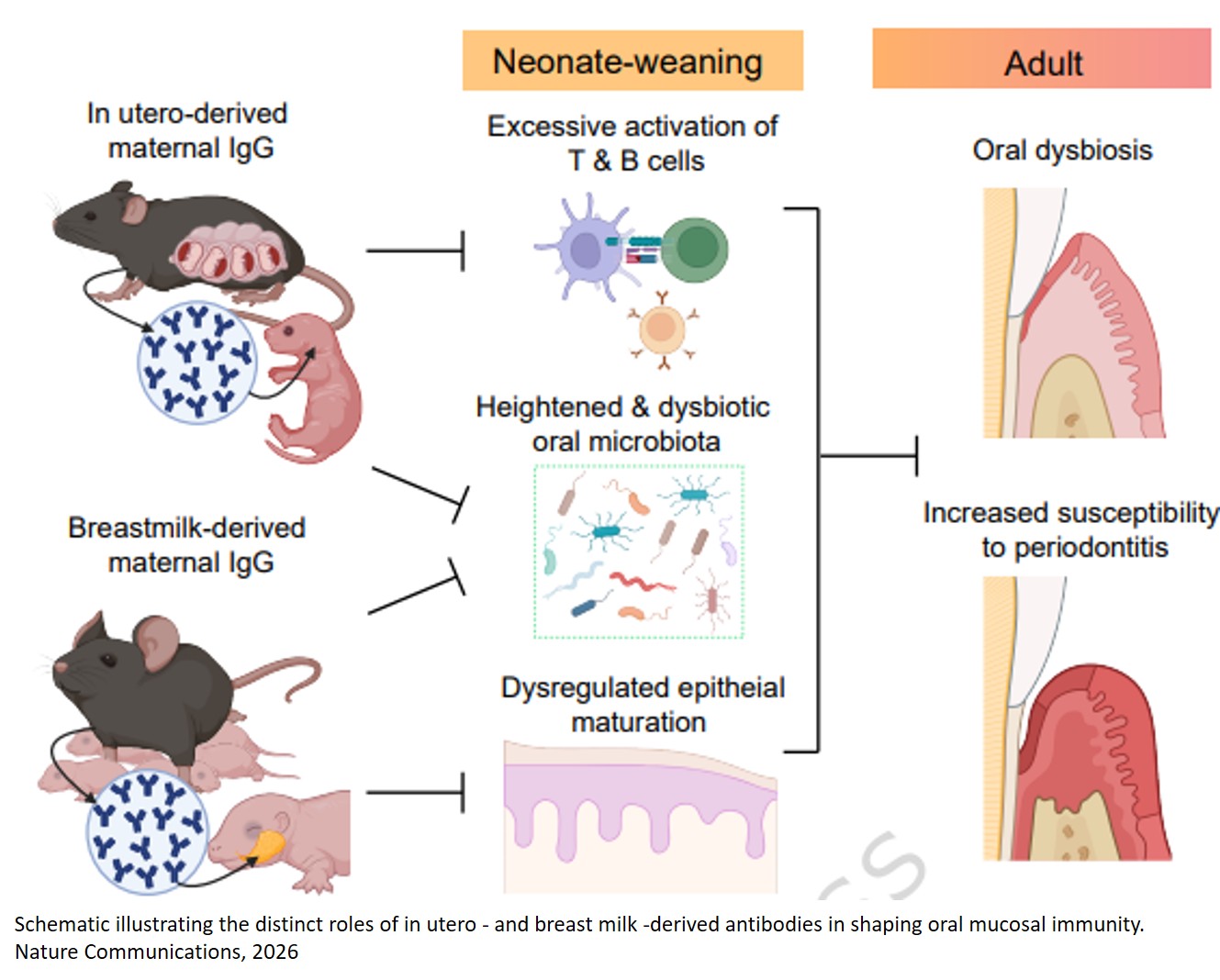 Mothers’ prenatal immunity shapes lifelong resistance to gum disease