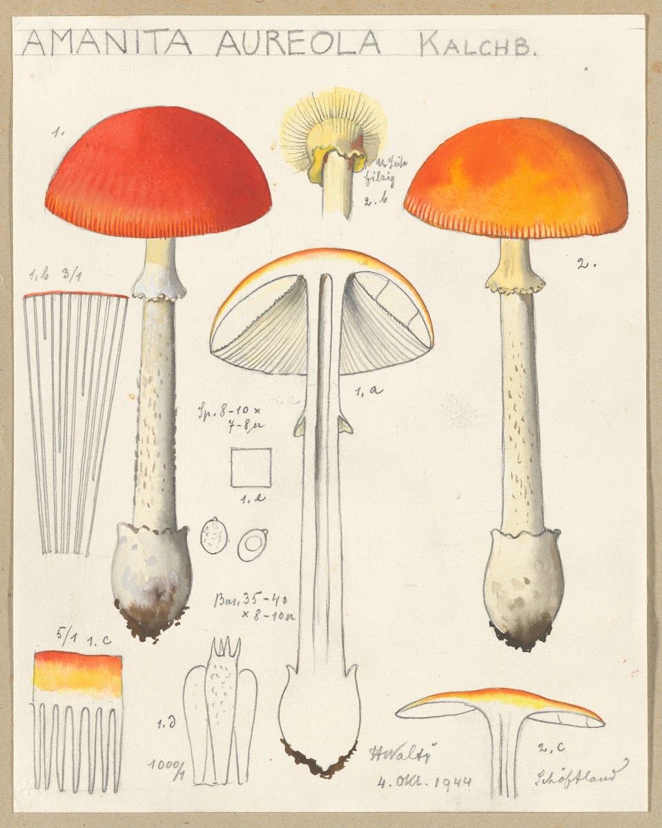 Amanita aureola Kalchb 1915 1945