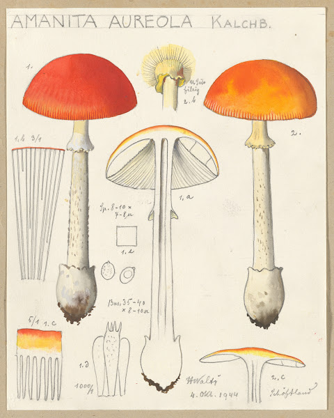 Amanita aureola Kalchb 1915 1945