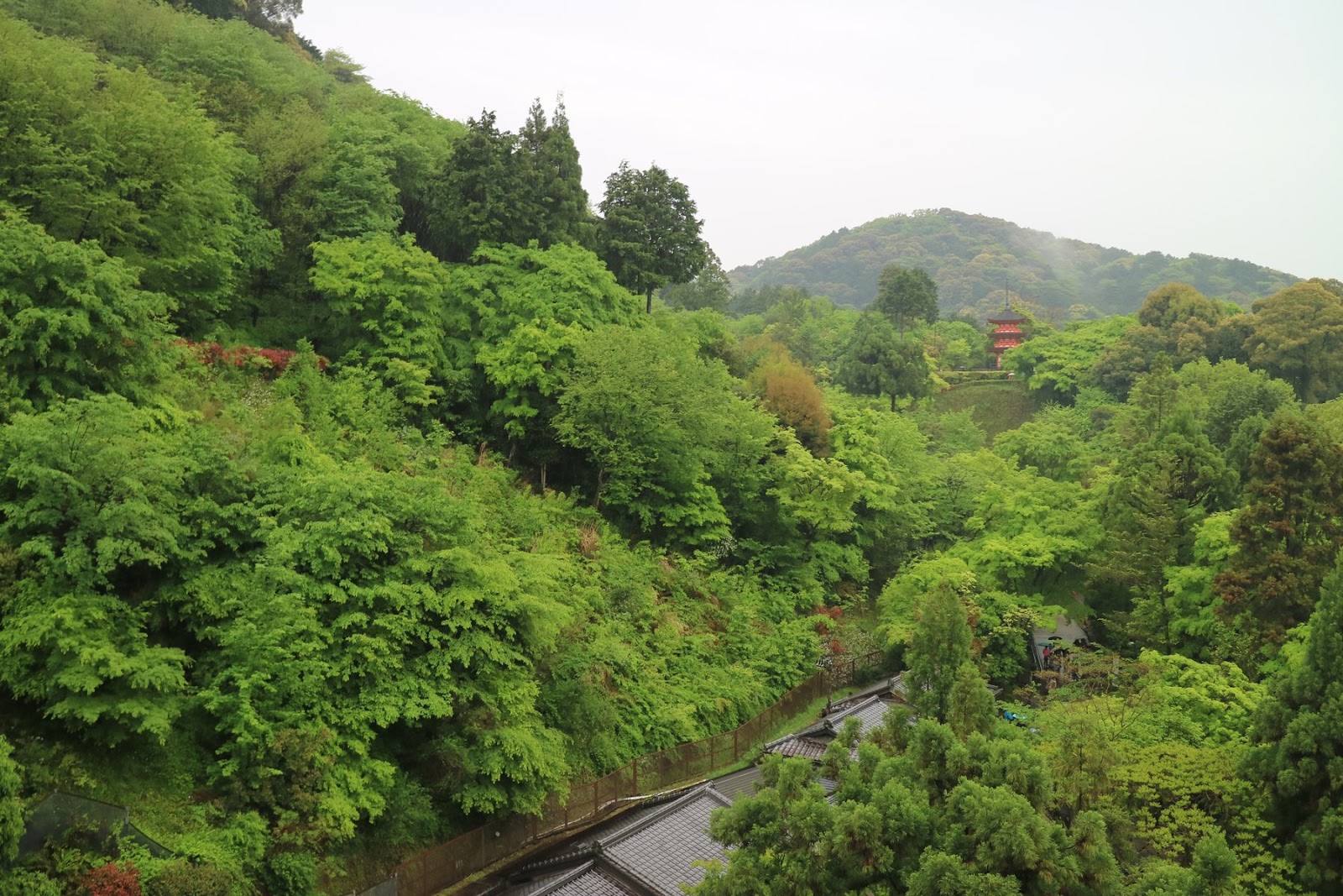 기요미즈데라에서 내려다본 초록 산
