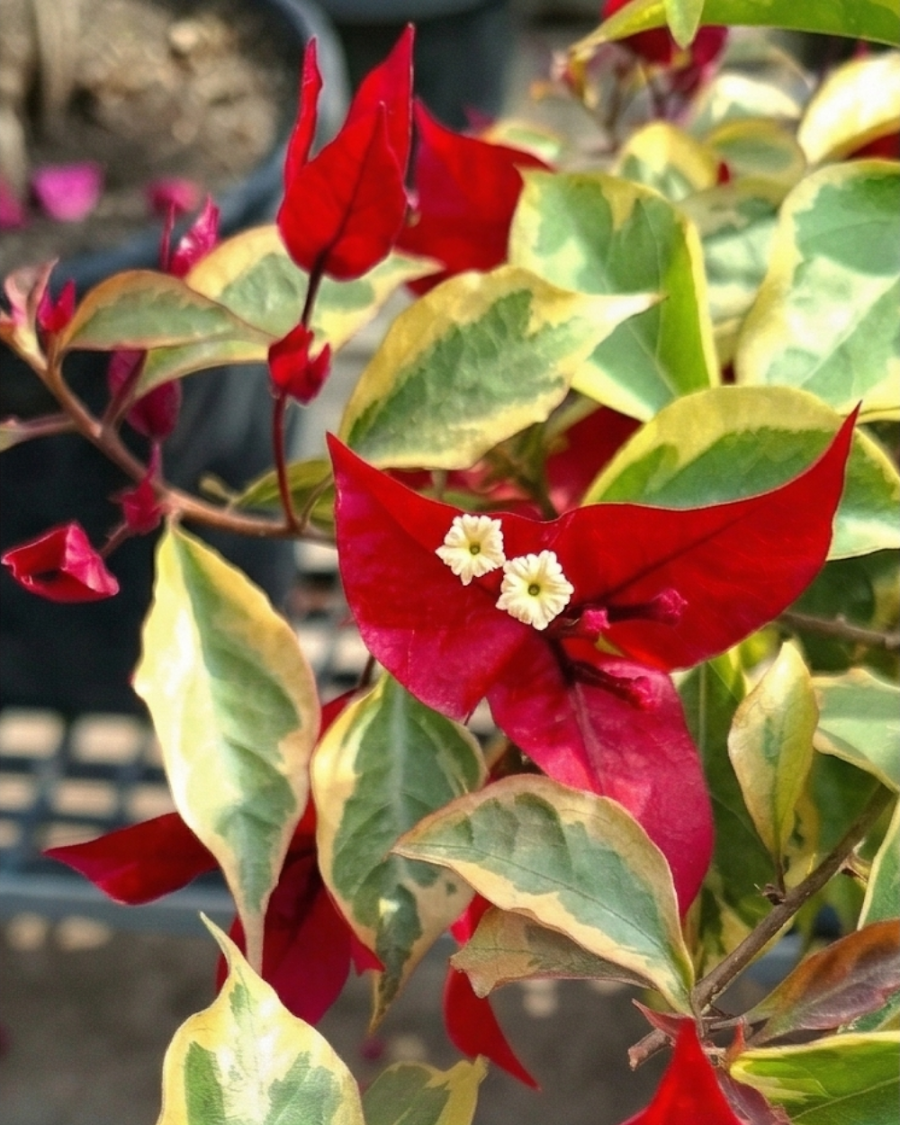 Imported Flame Variegated Bougainvillea Plant — view 2
