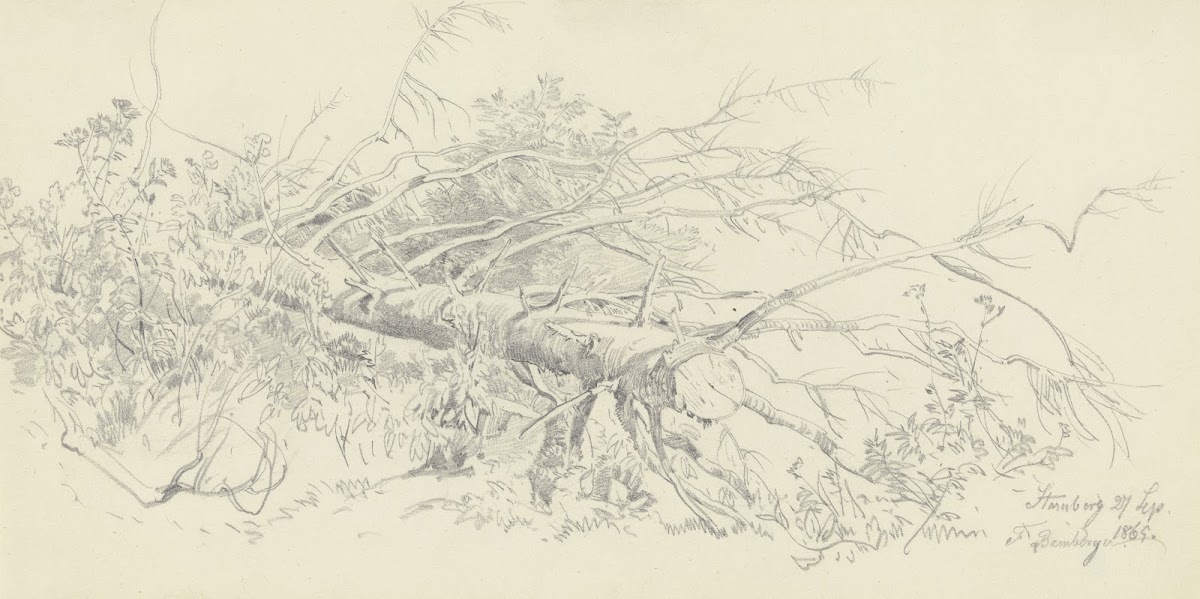 Abgesägter Nadelbaum bei Starnberg 1865
