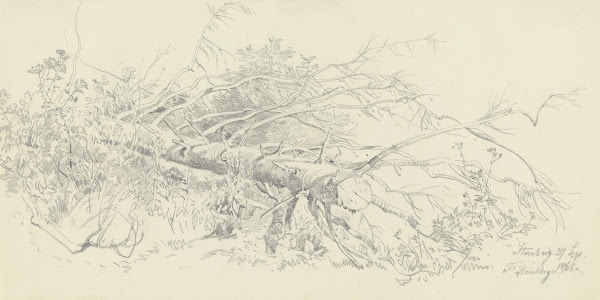 Abgesägter Nadelbaum bei Starnberg 1865