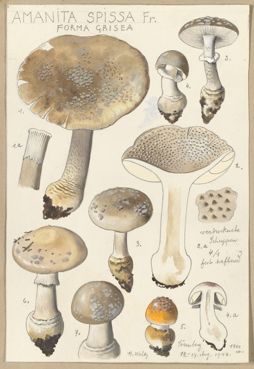 Amanita spissa Fr forma grisea 1915 1945