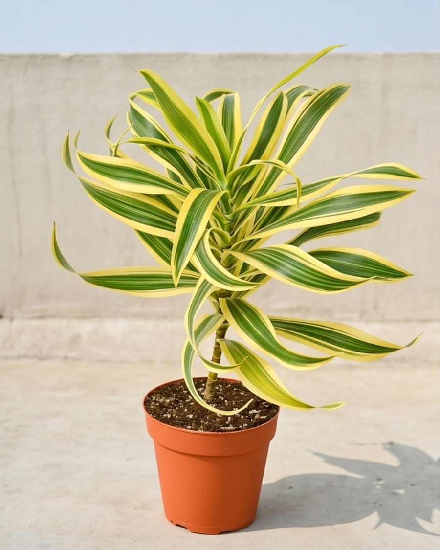 Song of India Plant — view 4