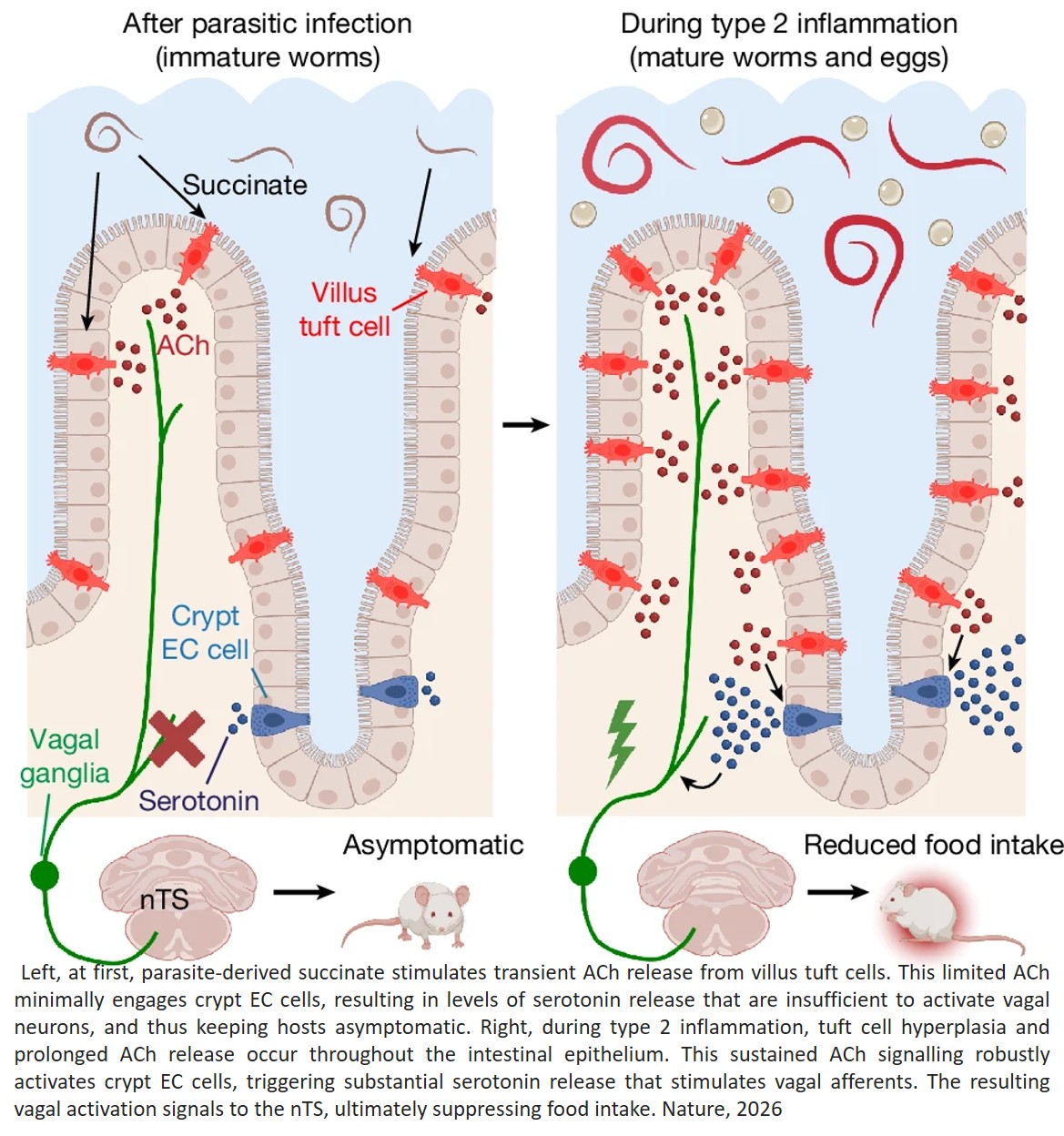Parasites trigger epithelial cell crosstalk to drive gut–brain signalling