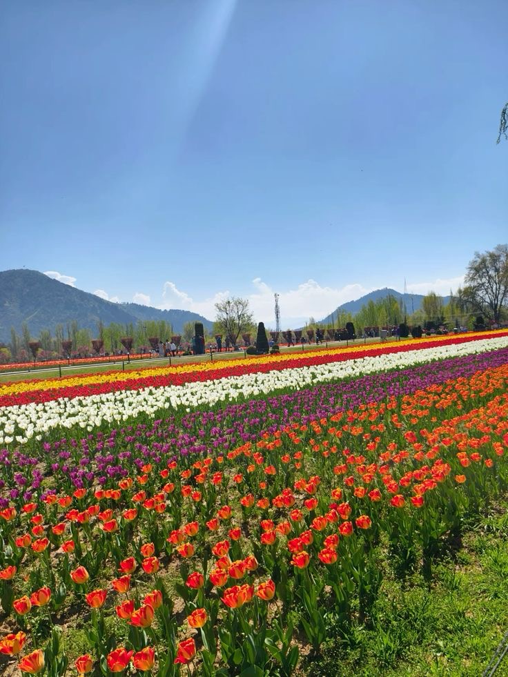 Tulip Garden