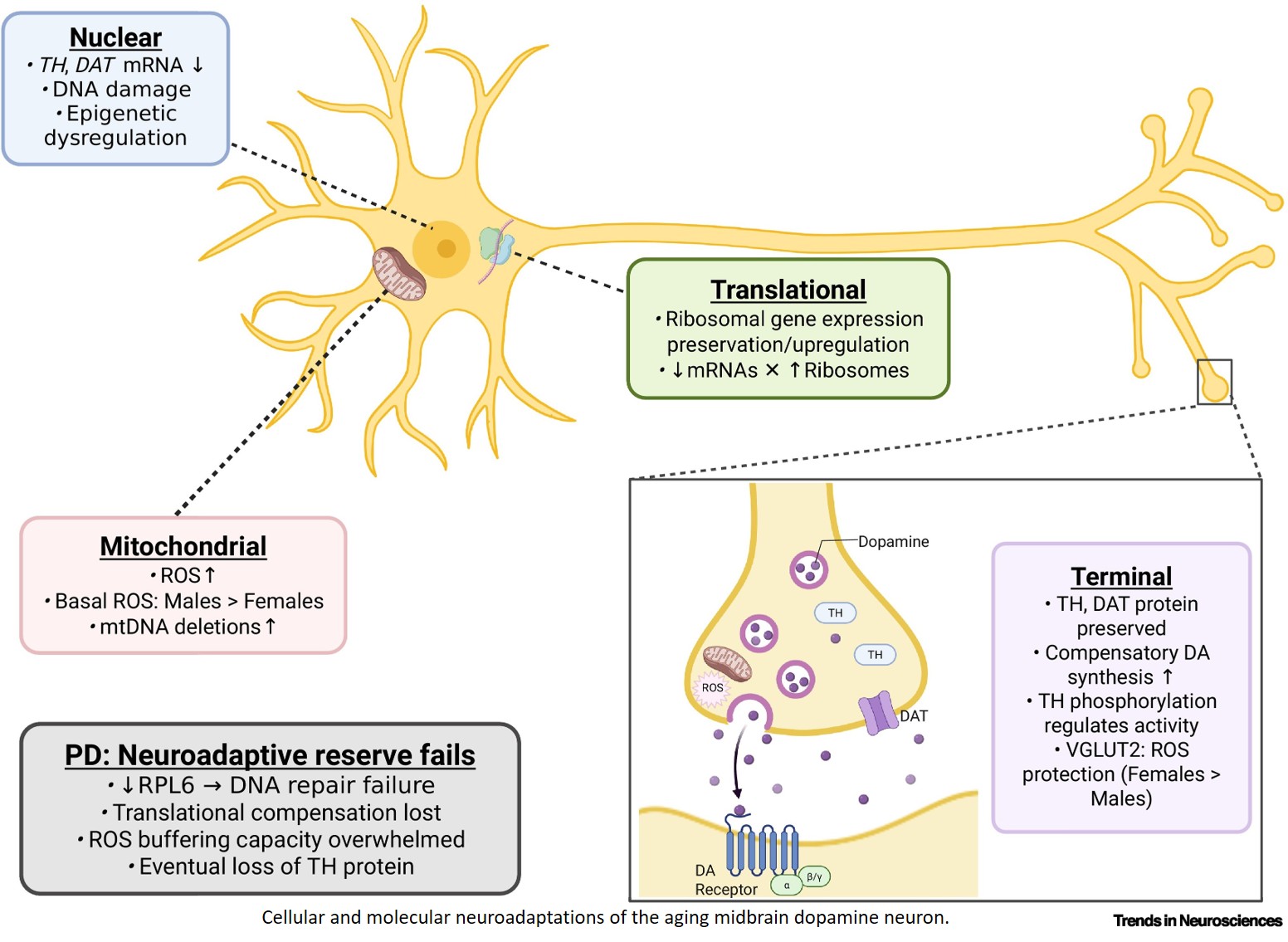 Resilience and vulnerability in the midbrain dopamine system during aging