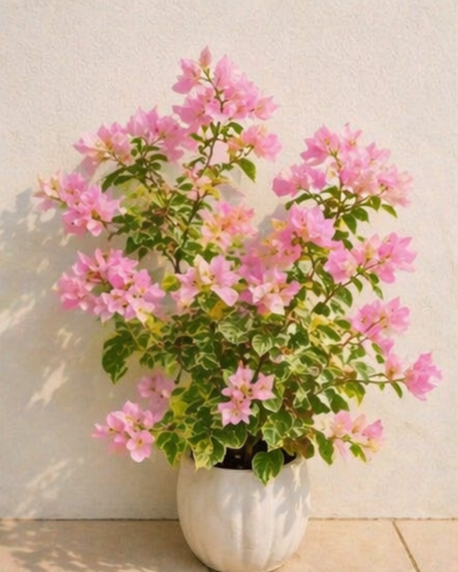 Imported Snow Pink Bougainvillea Plant — view 5