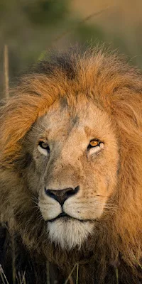 Lion, Mane, Feline, Predator, Wildlife 4K iPhone Wallpaper