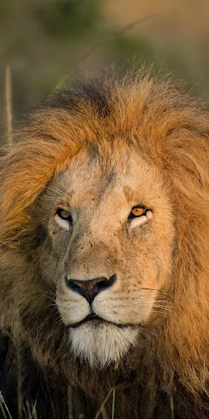 Lion, Mane, Feline, Predator, Wildlife 4K iPhone Wallpaper Background