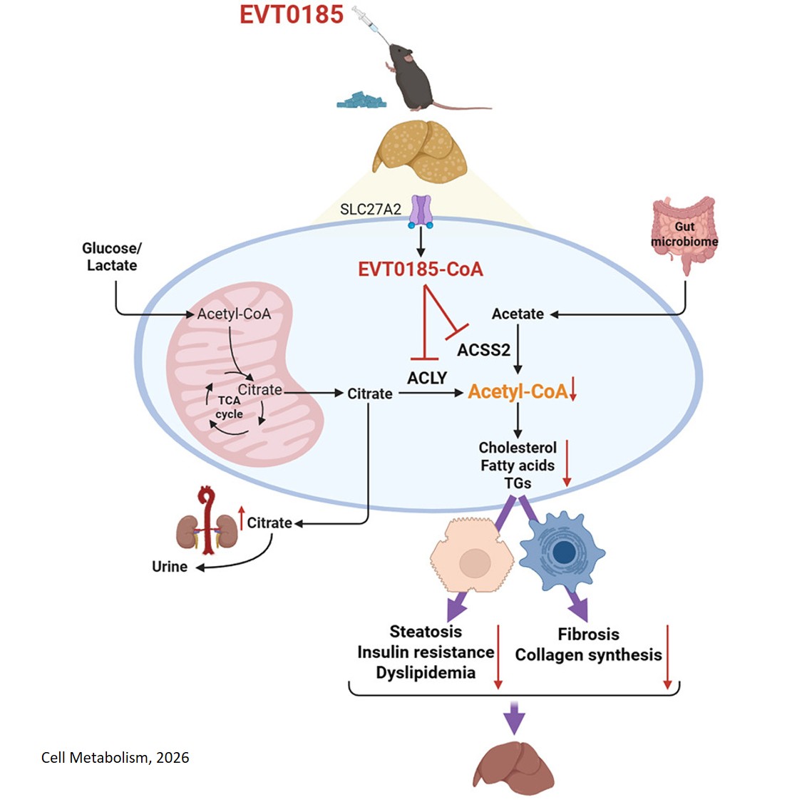New drug candidate reverses metabolic liver disease and fibrosis