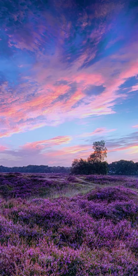 Nature, Landscape, Field, Flowers, Sunset 4K Phone Wallpaper