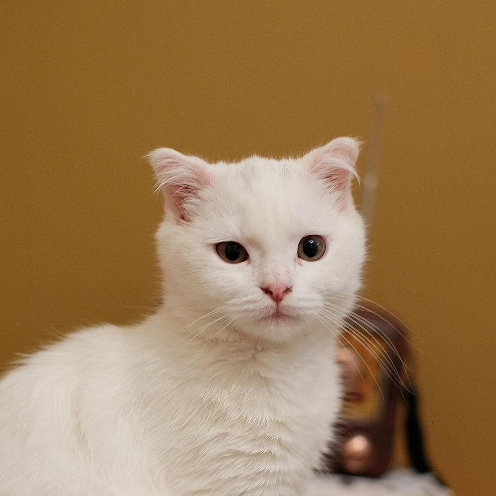Download White Scottish Fold Cat Full HD iPhone
