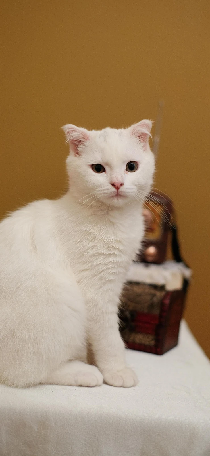 White Scottish Fold Cat - Pet Photography Full HD iPhone Wallpaper (1290x2794)