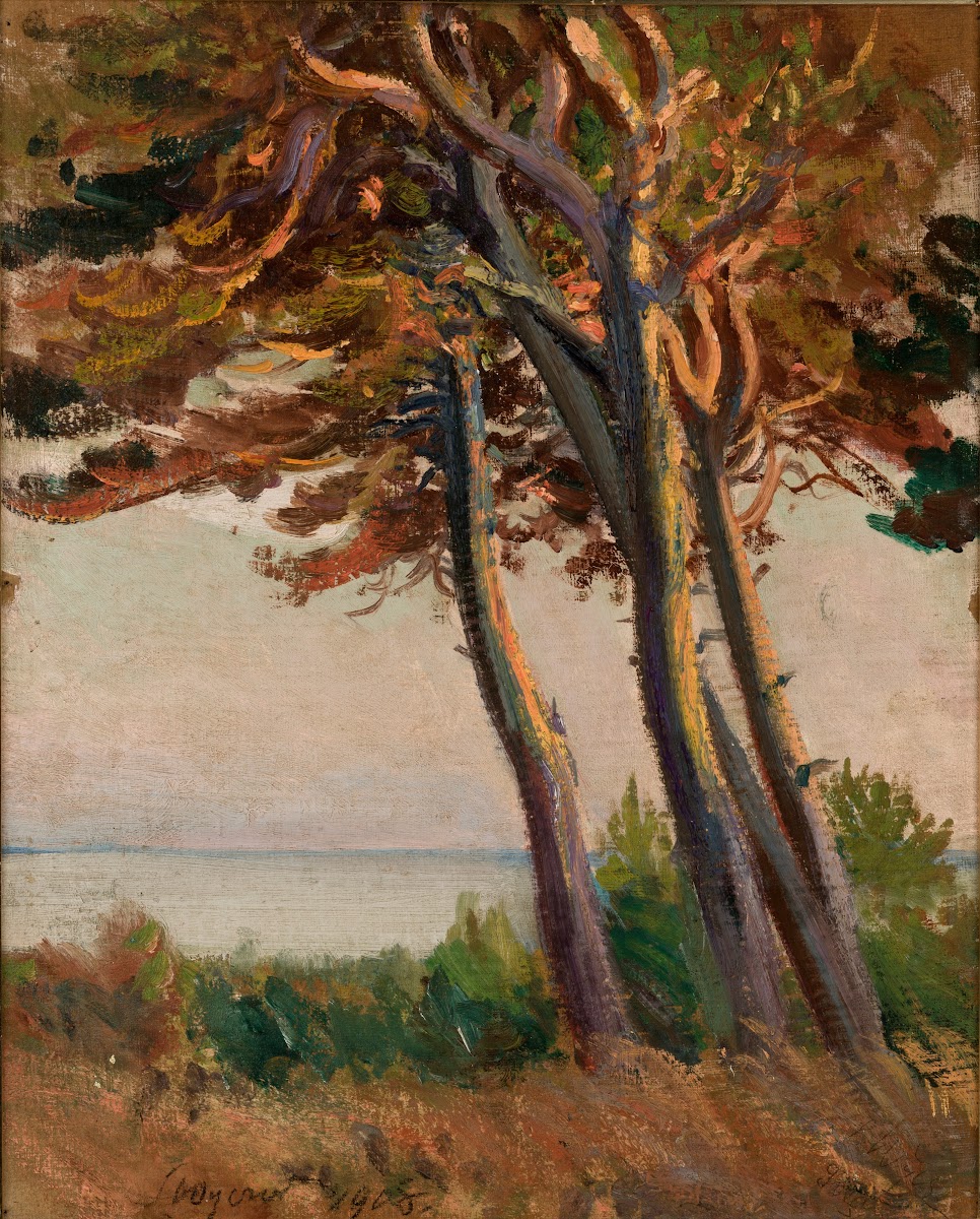 Pines at Połąga 1908