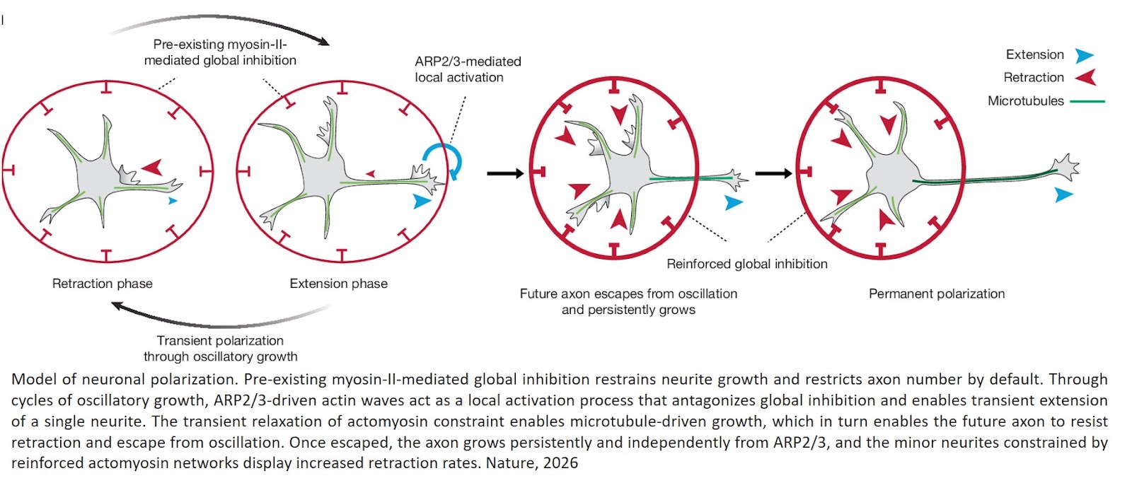 An intrinsic cytoskeletal oscillator establishes neuronal polarity