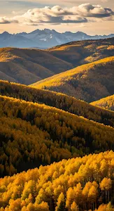Rolling Hills of Golden Aspen Trees in Sunlight