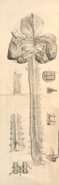Anatomia humani corporis Pl011 1685