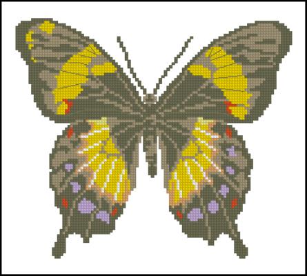CMP 130155 Butterfly