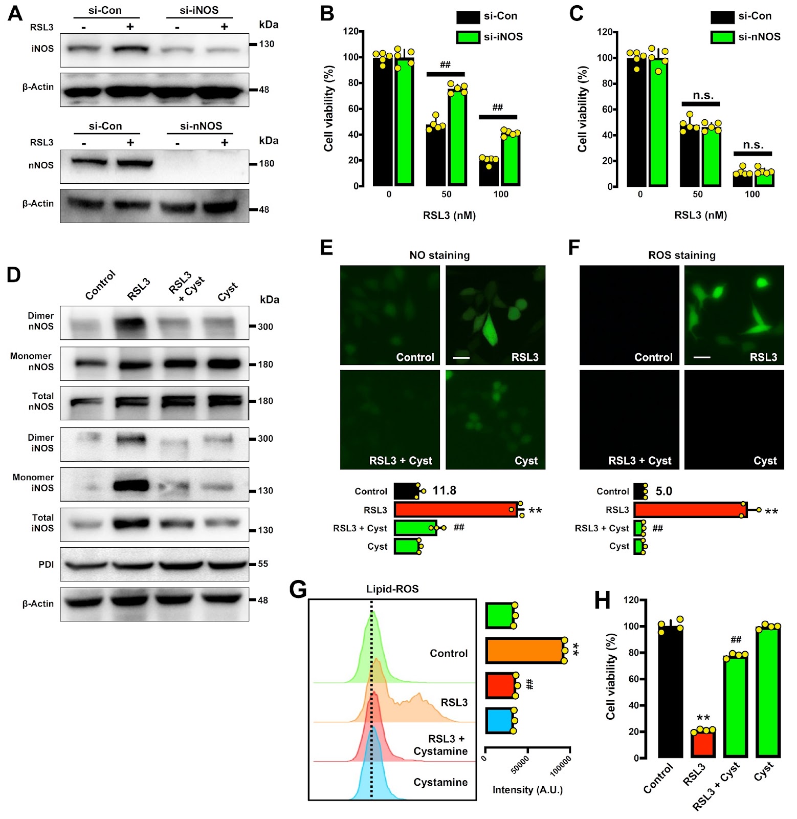 Mechanism of RSL3-induced ferroptotic cell death in HT22 cells: crucial role of protein disulfide isomerase