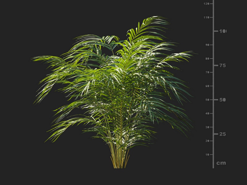 Maxtree - Plant Models Vol.127