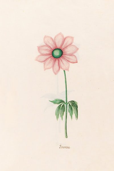 Anemone 1692