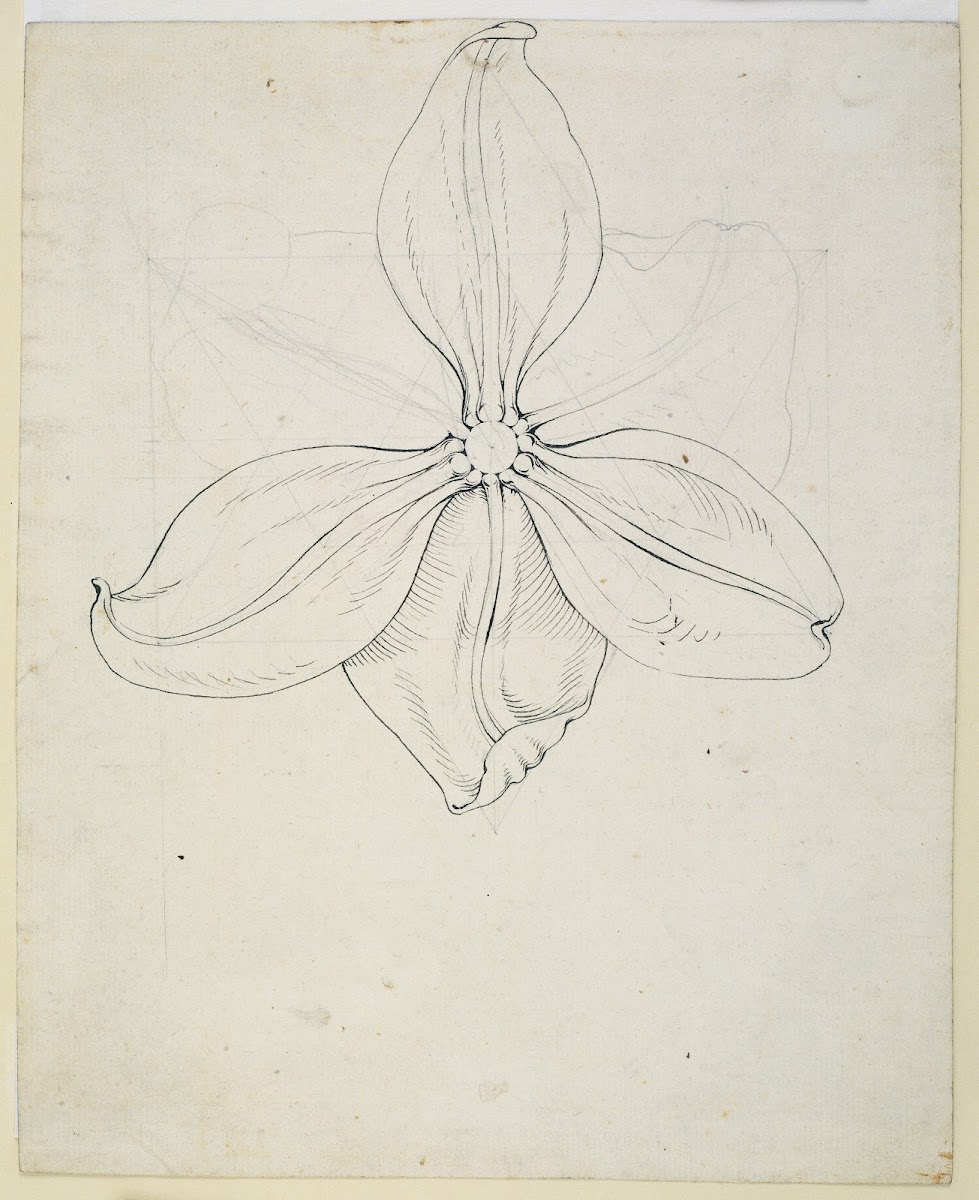 Tulip blossom ca 1808