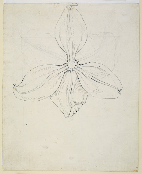 Tulip blossom ca 1808