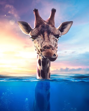 Giraffe Picture