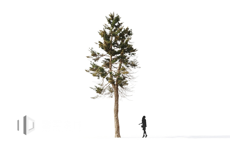 Maxtree - Plant Models Vol.9