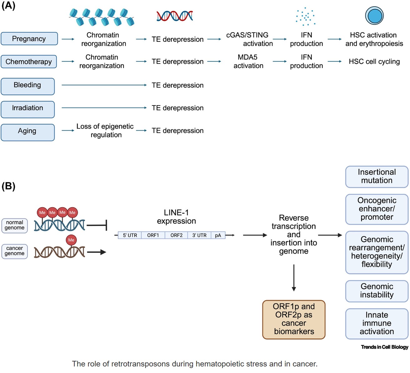 The role of retrotransposons in hematopoiesis and cancer