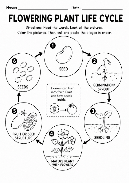 Flowering Plant Life Cycle Worksheet