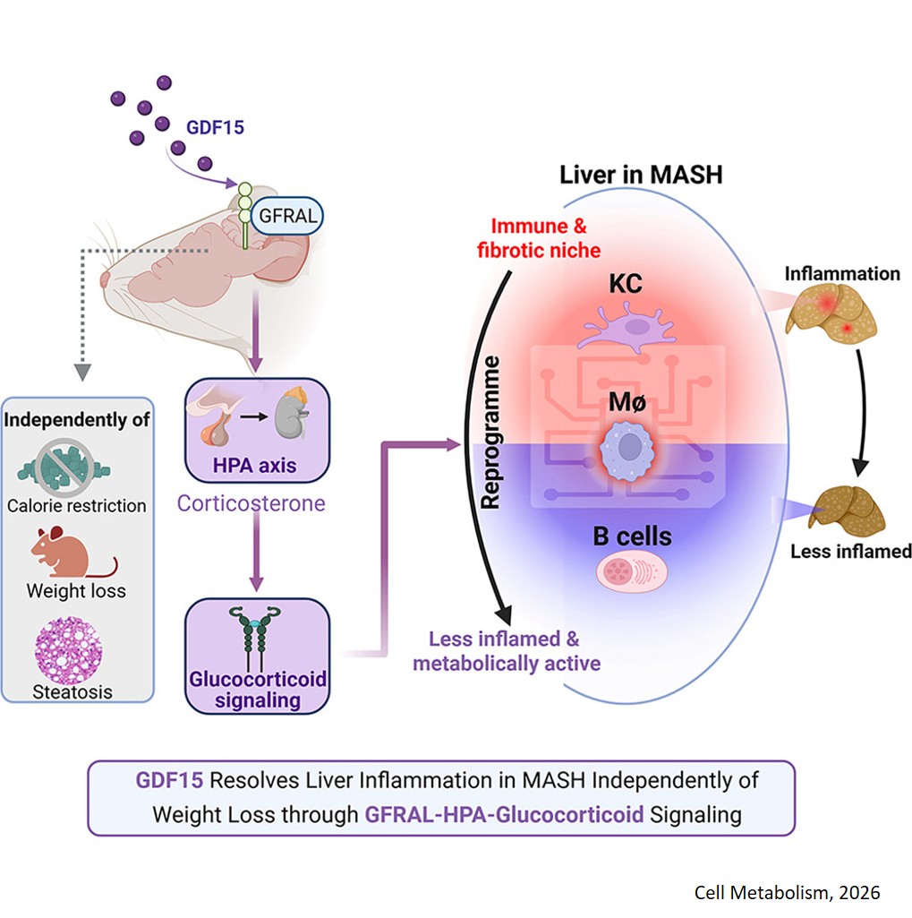 GDF15 suppresses liver inflammation independently of weight loss through neuroendocrine glucocorticoid signaling